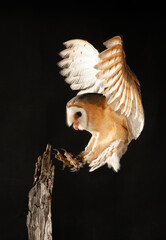 A BARN OWL IS PERCHING ON A BRANCH AT NIGHT