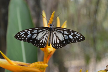 Hiking on the Taal Volcano island and on the Chocolate Hills of Bohol in the Philippines