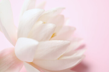 Fototapeta na wymiar Beautiful white lotus flower on light pink background, closeup