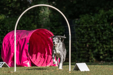 Hund im Hoopers Parcour