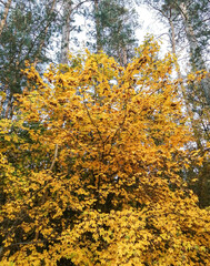 Fototapeta premium autumn in the forest