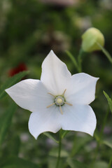 White Platycodon grandiflorus flower in the garden