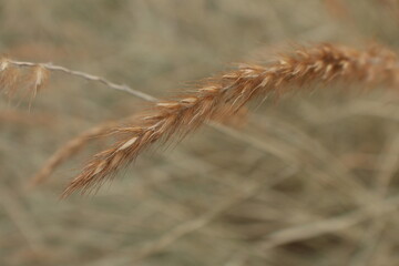 close up of grass in wind