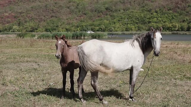 Little foal is standing next to its mother