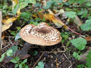 mushrooms in the forest