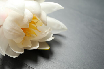 Beautiful white lotus flower on grey table, closeup. Space for text