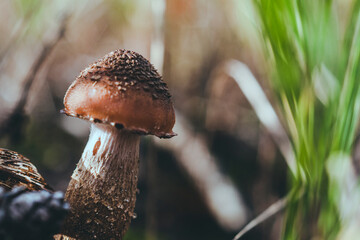 Macrophotography of an autumn mushroom.