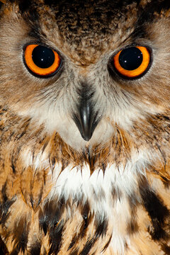 A EURASIAN EAGLE OWL IS WATCHING AT THE CAMERA IN FRONT WITH ITS ORANGE EYES