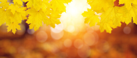 autumn background with maple leaves