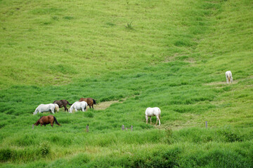 Naklejka na ściany i meble Horses grazing on green pastures farms. Green landscape 