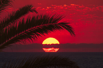Vacation caribbean background of summer beach with palm trees and red sunset