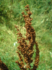 brown dried plant horse sorrel