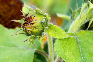 Bourgeon de tournesol