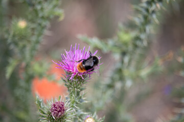 View of a bumblebee on a purple thistle in the saaletal nature region, saxony Anhalt, Germany,europe