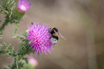 View of a bumblebee on a purple thistle in the saaletal nature region, saxony Anhalt, Germany,europe