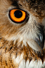 AN ORANGE EYE OF A EURASIAN EAGLE OWL LOOKING TO THE CAMERA