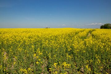 View of a blooming rapeseed field in spring in Wurzen in the Muldental near Leipzig, Germany