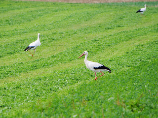 Obraz na płótnie Canvas stork running across green meadow