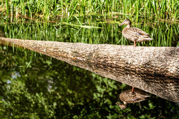 Reflection of log and duck in water. A log with a duck in the water.