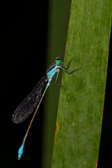 Blue-tailed Damselfly - Ischnura elegans, beautiful dragonfly from European reeds, marshes and fresh waters, Flachsee, Switzerland.