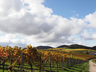 Naklejka premium vineyard in region country