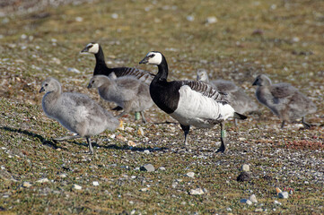 Barnacle Goose family (Branta leucopsis) in Spitzberg Island, Svalbard