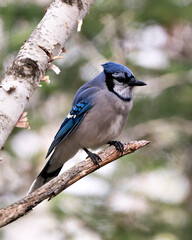 Blue Jay Photo Stock. Blue Jay perched on a branch with a blur background in the forest environment and habitat. Image. Picture. Portrait. Looking at the right side.