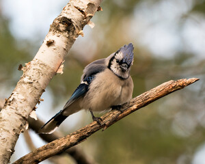 Blue Jay Photo Stock. Blue Jay perched on a branch with a blur background in the forest environment and habitat with fluffy feather plumage. Image. Picture. Portrait.