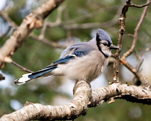 Blue Jay Photo Stock. Blue Jay perched on a branch with a blur background in the forest environment and habitat. Image. Picture. Portrait. Looking to the right side. 