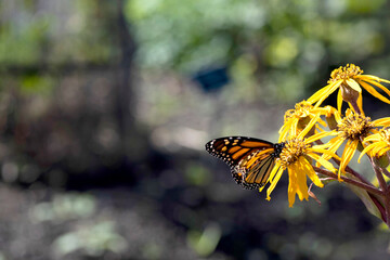 papillon monarque