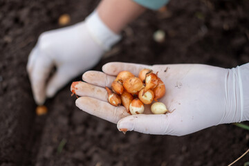 the process of planting winter onions in the garden in autumn. woman plants onions
