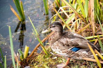 Beau canard du Québec