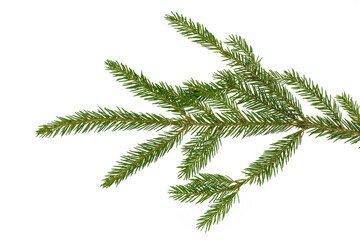 Fragment of a branch of coniferous tree with green needles , isolate on white.