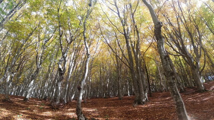 alberi in autunno e foglie