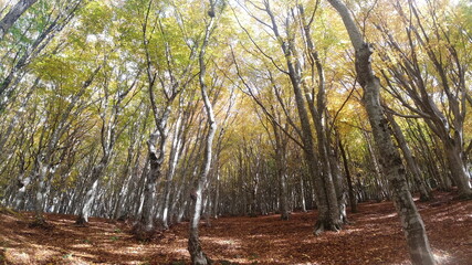 alberi in autunno e foglie