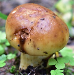 little brown coarse on the ground by the grass