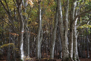 alberi in autunno e foglie