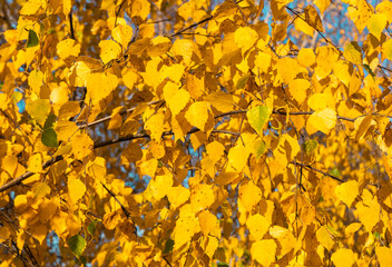 Birch branches with yellow autumn leaves