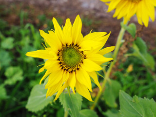yellow sunflower in the garden