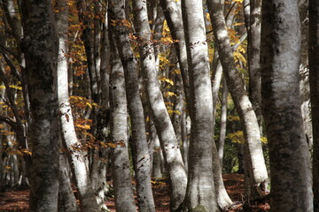 bosco in autunno colori