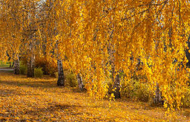 Birch branches with yellow autumn leaves