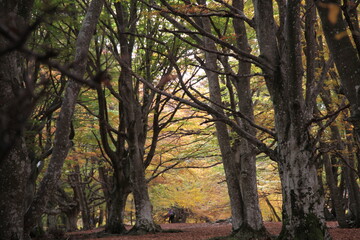 bosco in autunno colori