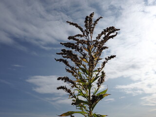 plant in autumn against sunny sky