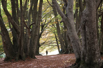 bosco in autunno con persone a passeggio