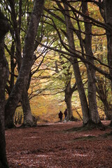 Fototapeta premium bosco in autunno con persone a passeggio
