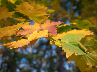 Colorful autumnal maple leaves in blurred autumn forest background in sunlight