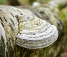 a tree branch with an overgrown mushroom near it