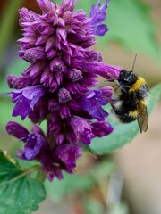 Agastache with Bee 