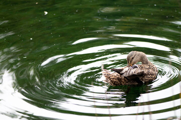 Beau canard du Québec