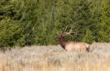 Bull Elk in the Rut in Autumn in Wyoming